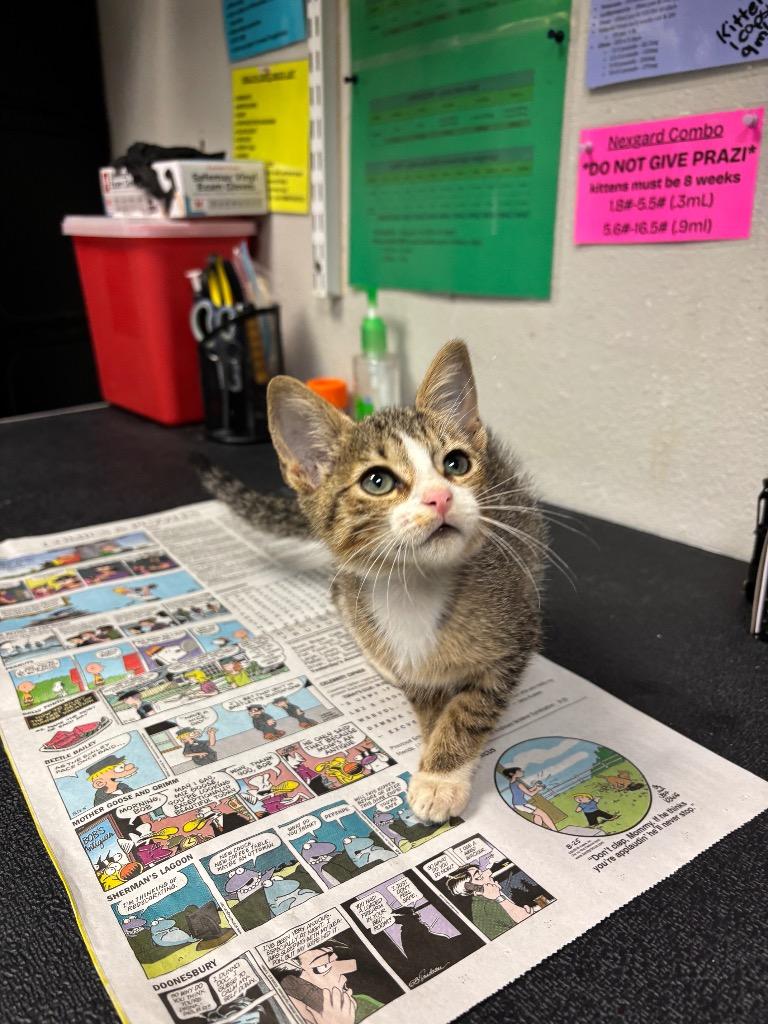 Enlarge Berrie, a Adoptable Domestic Short Hair in Sorrento, LA image 1/1