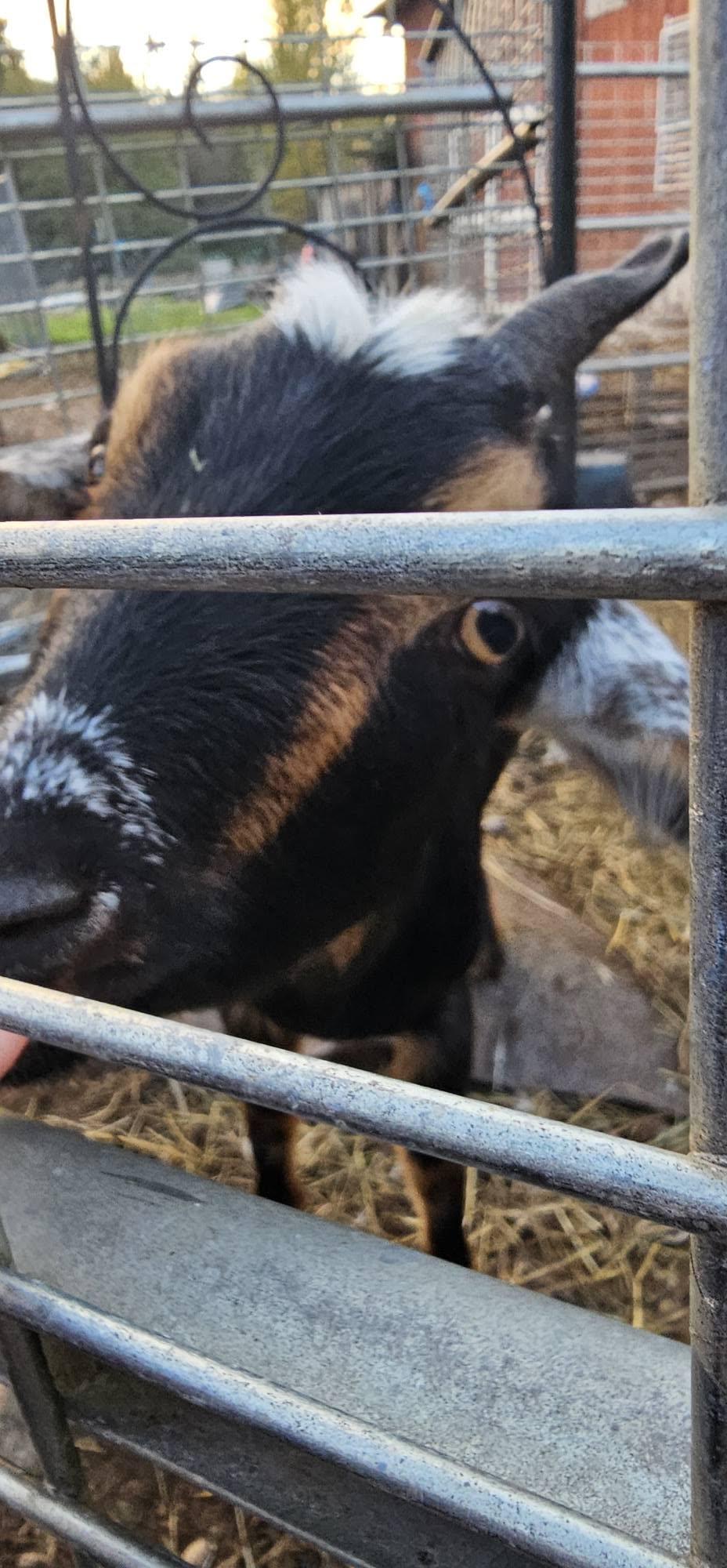 Enlarge Goats, a Adoptable Goat in Mount Vernon, WA image 2/4