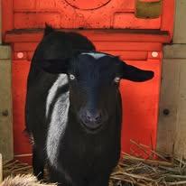Enlarge Goats, a Adoptable Goat in Mount Vernon, WA image 4/4