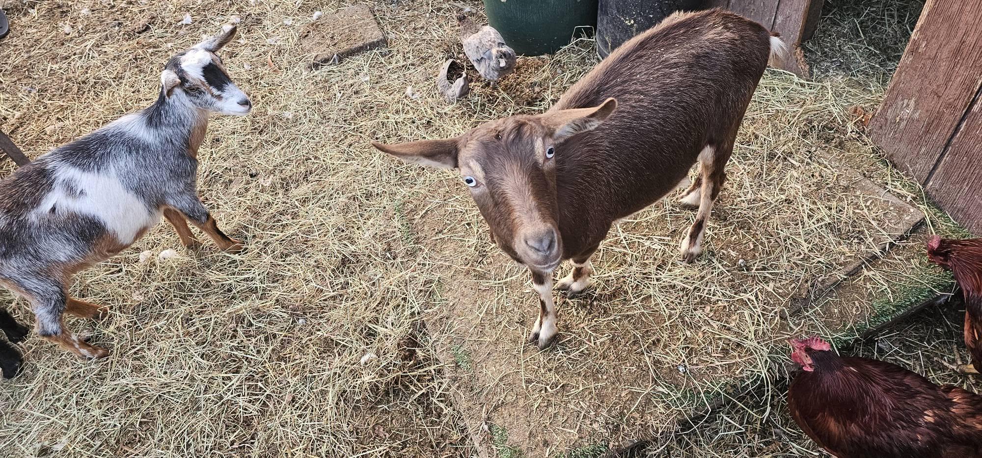 Goats, Adoptable, Young Female Goat.