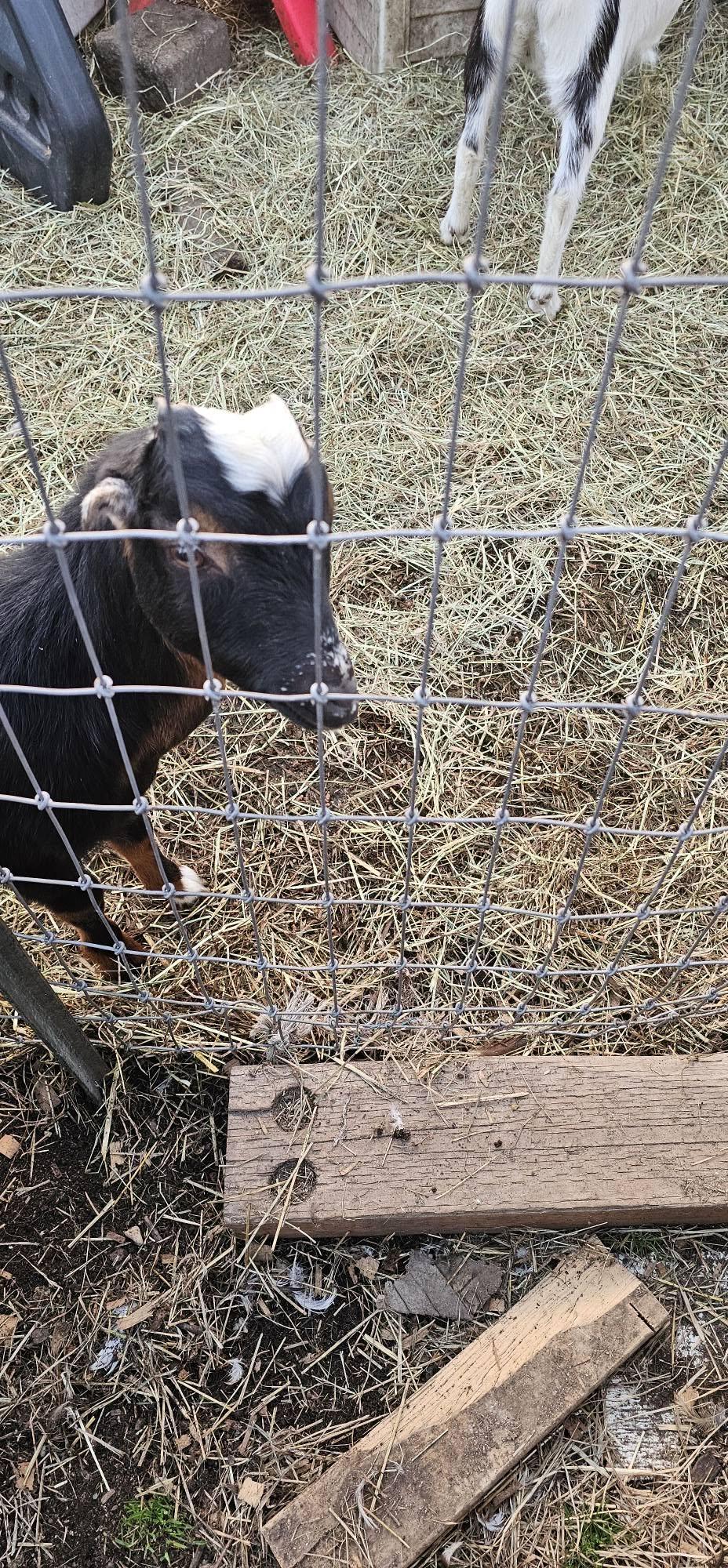 Enlarge Goats, a Adoptable Goat in Mount Vernon, WA image 3/4