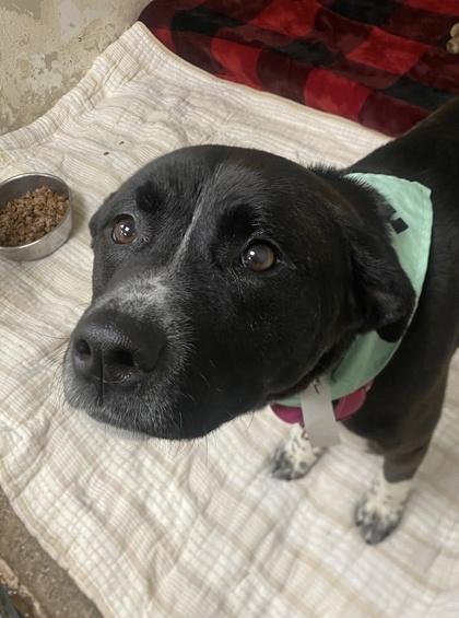 Enlarge Monet, a Adoptable mixed breed in Hobart, IN image 1/3