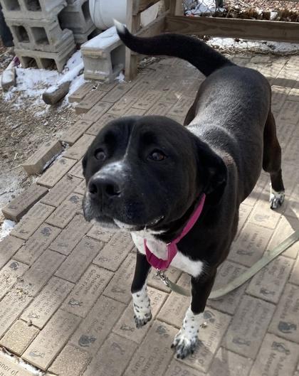 Enlarge Monet, a Adoptable mixed breed in Hobart, IN image 2/3