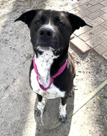 Enlarge Monet, a Adoptable mixed breed in Hobart, IN image 3/3