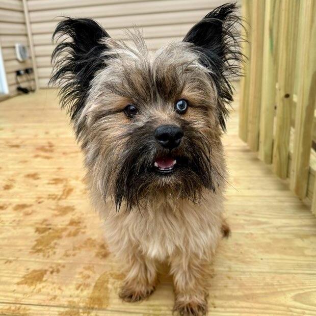 Enlarge Rocky, a Adoptable mixed breed in Glenelg, MD image 6/6
