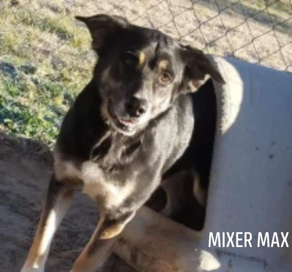 Mixer Max, a Adoptable mixed breed in El Dorado, AR image 1/6
