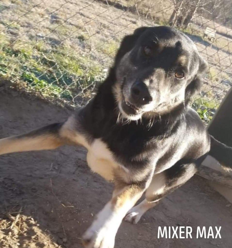 Enlarge Mixer Max, a Adoptable mixed breed in El Dorado, AR image 1/6