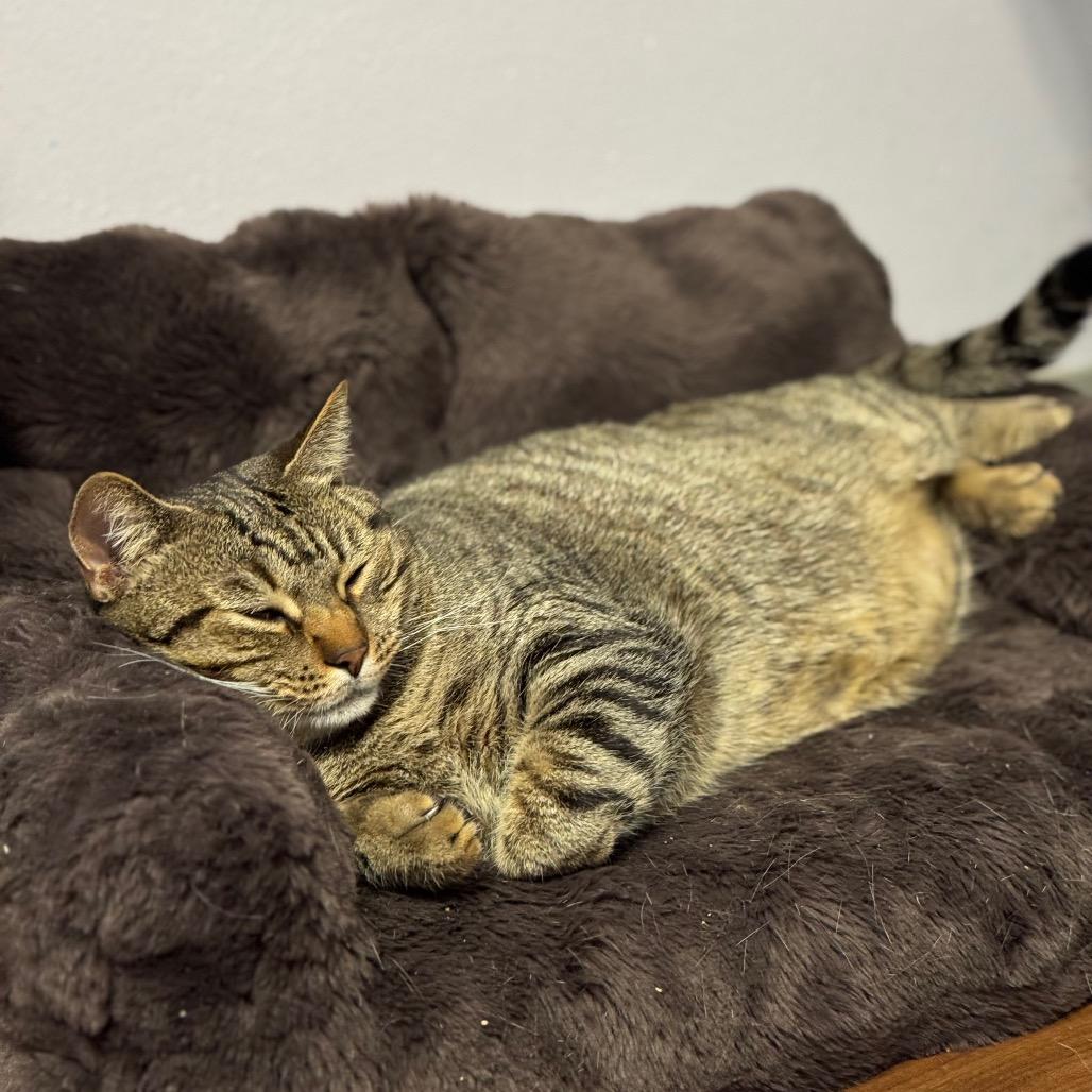 Enlarge Wrenley, a Adoptable Domestic Short Hair in Port Richey, FL image 1/6