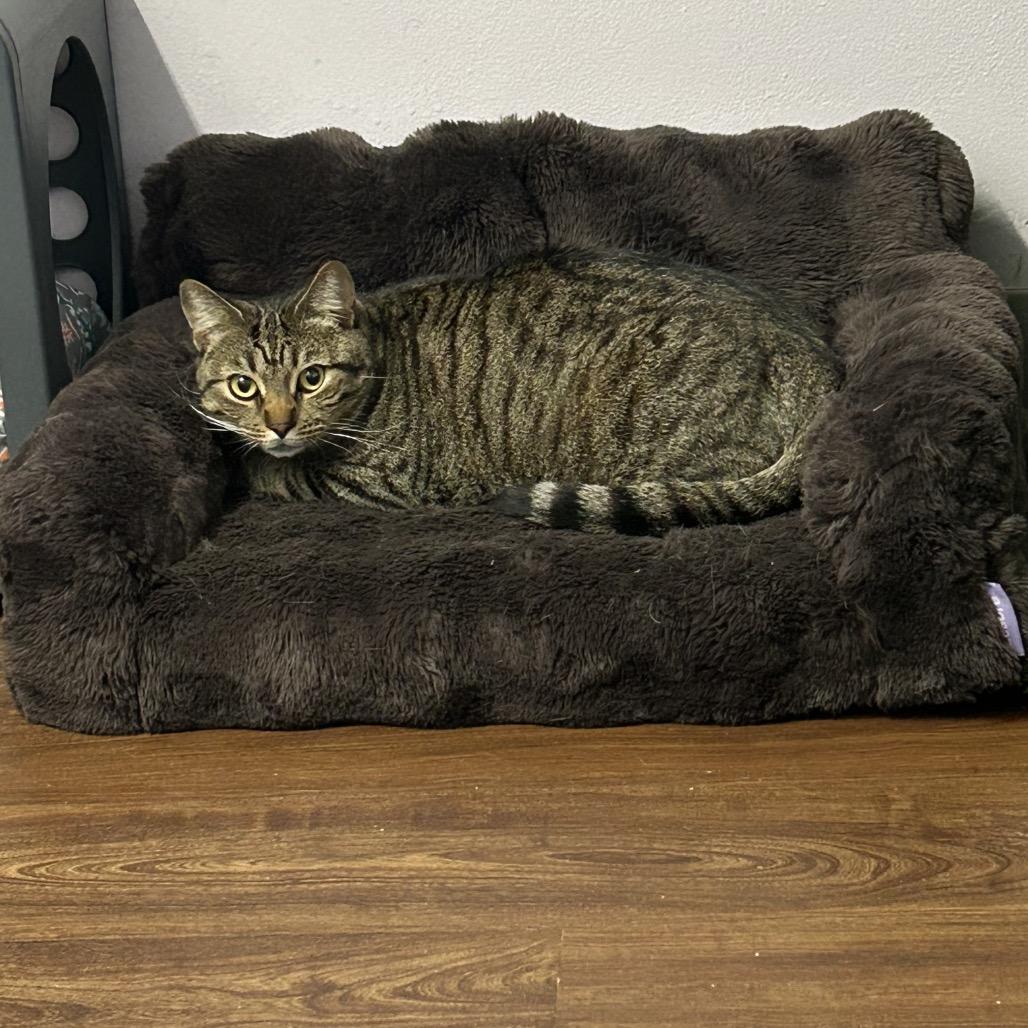 Enlarge Wrenley, a Adoptable Domestic Short Hair in Port Richey, FL image 2/6