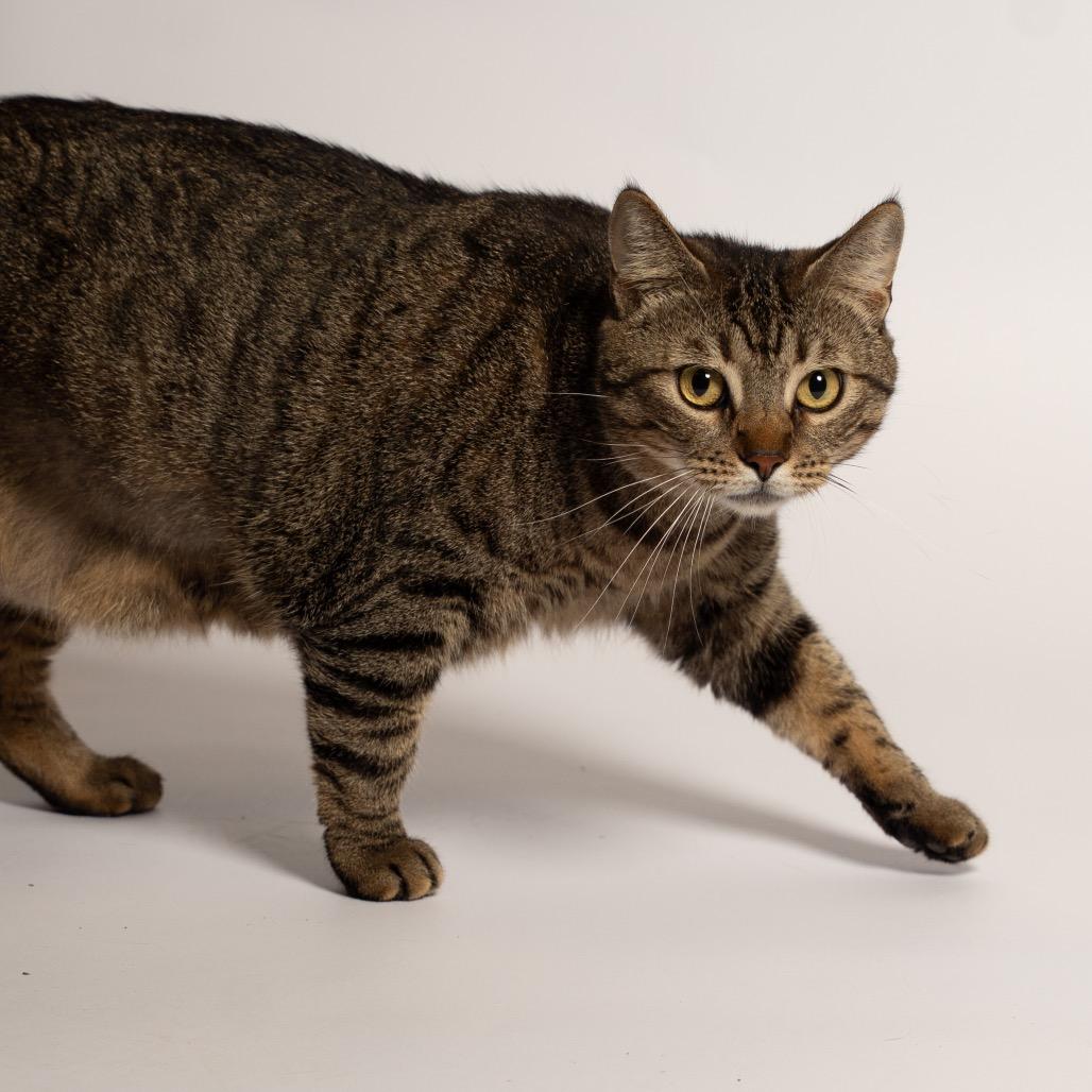 Wrenley, a Adoptable Domestic Short Hair in Port Richey, FL image 3/6