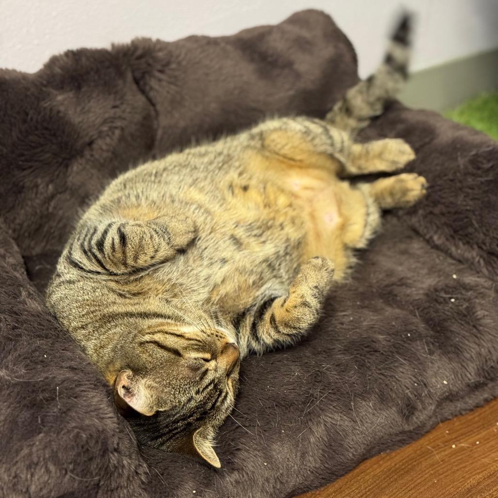 Enlarge Wrenley, a Adoptable Domestic Short Hair in Port Richey, FL image 3/6