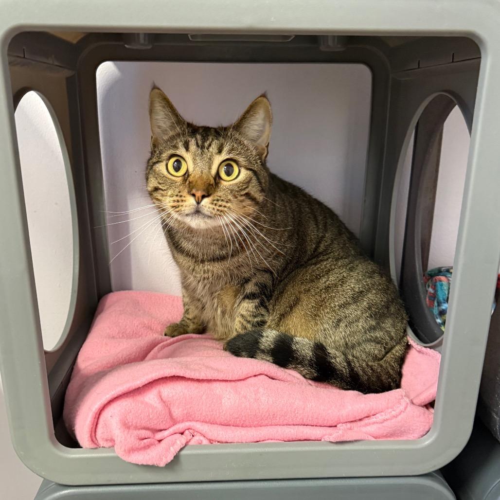 Enlarge Wrenley, a Adoptable Domestic Short Hair in Port Richey, FL image 4/6