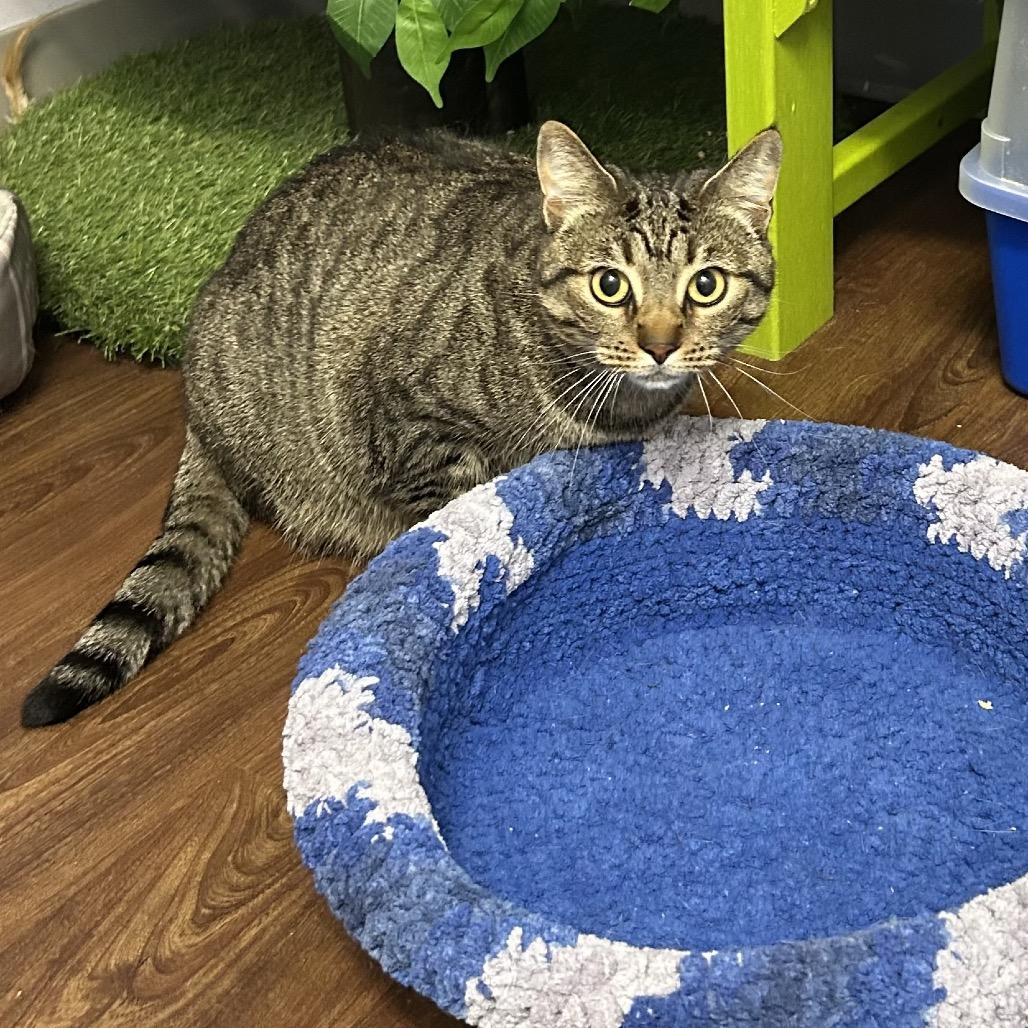 Enlarge Wrenley, a Adoptable Domestic Short Hair in Port Richey, FL image 5/6