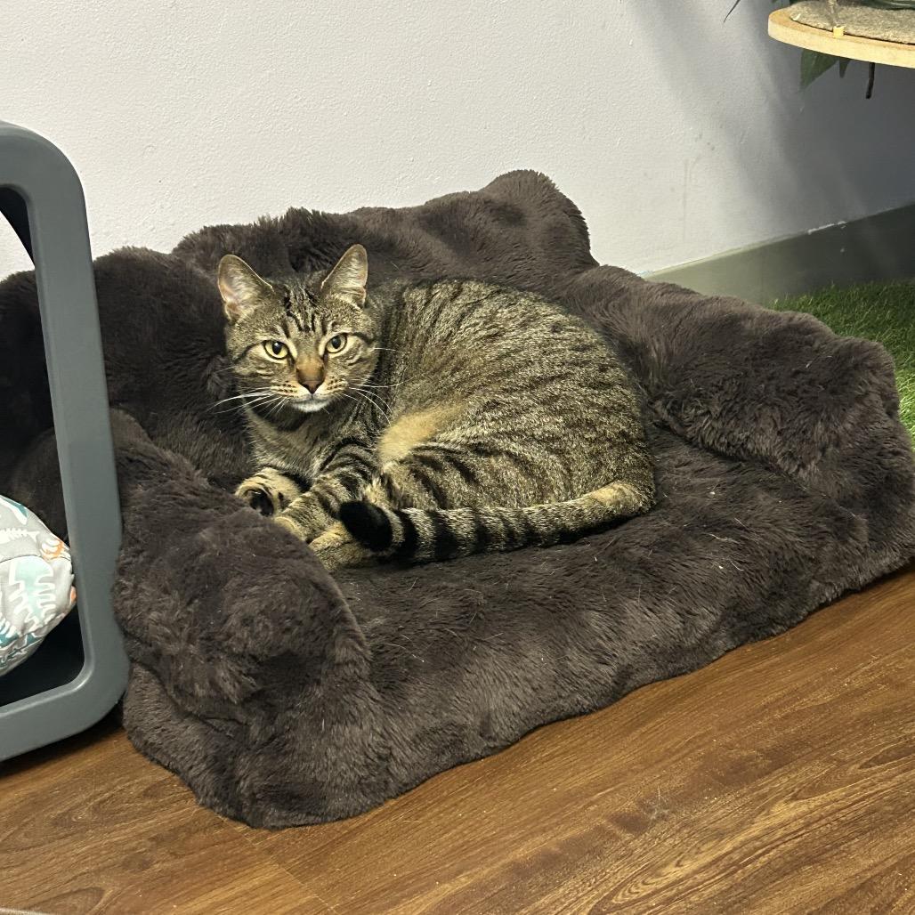 Enlarge Wrenley, a Adoptable Domestic Short Hair in Port Richey, FL image 6/6