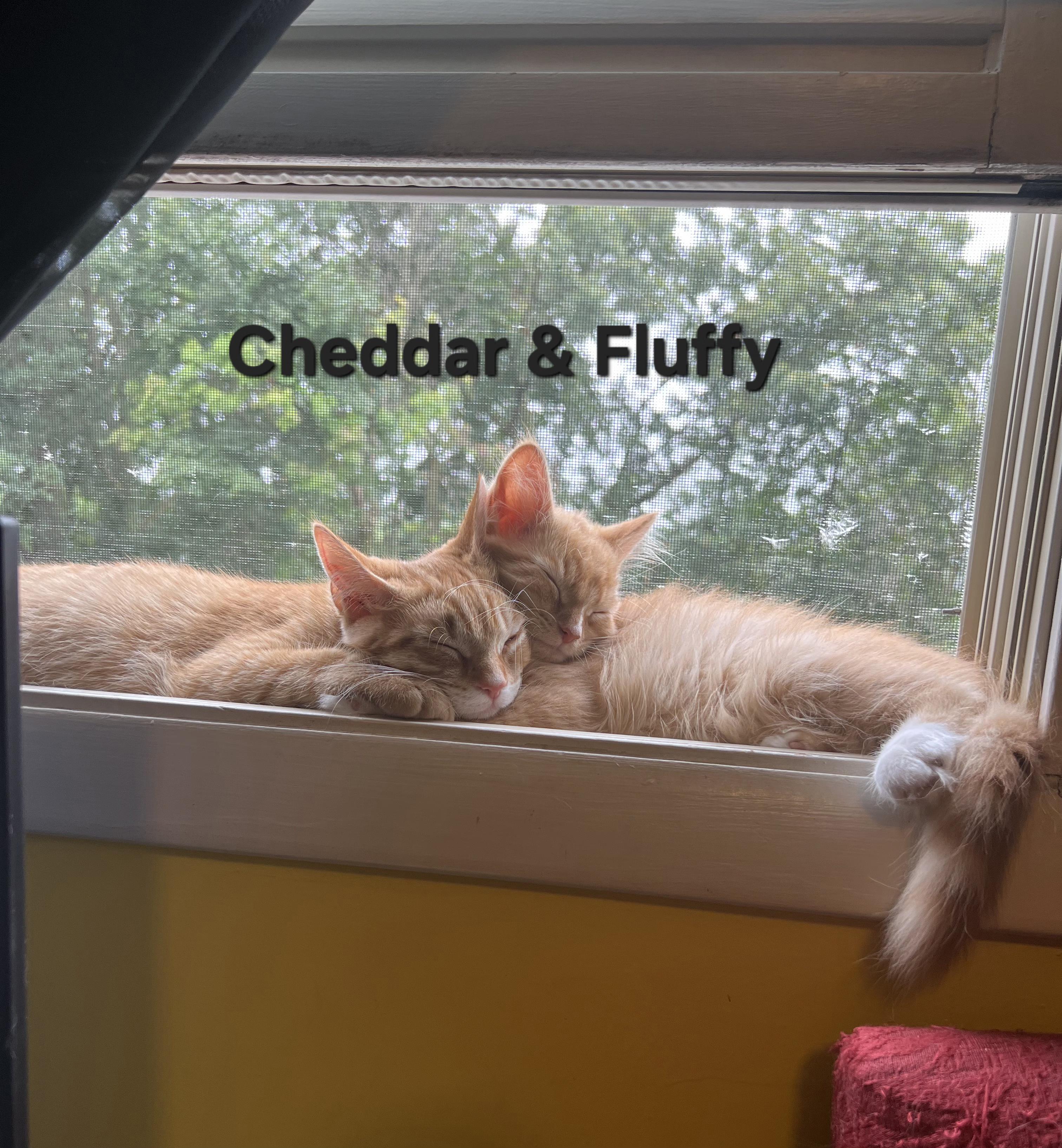 Cheddar  & Fluffy Available Sept 12th