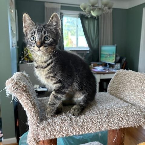 D-Box - Adopted 6/13/26, an adopted Tabby in Livonia, MI image 2/3