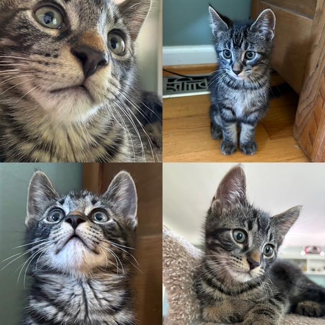 D-Box - Adopted 6/13/26, adopted, Kitten Male Tabby.