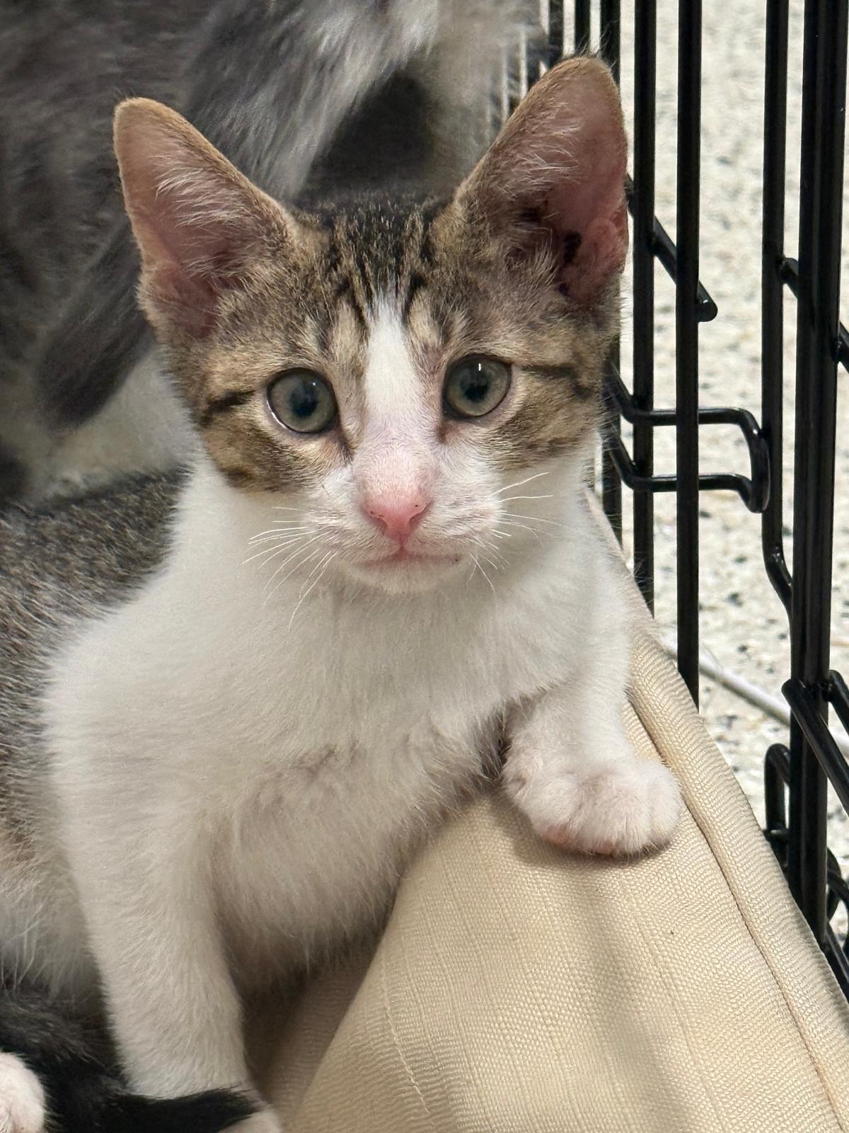 Enlarge Catalina, a Adoptable Domestic Short Hair in Brattleboro, VT image 1/4