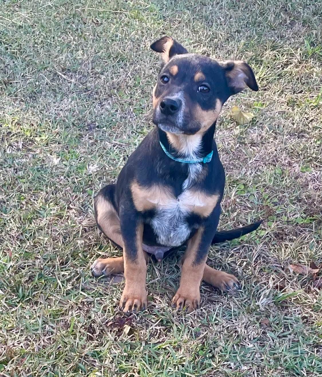Lux, Adopted, Adult Male German Shepherd Dog.
