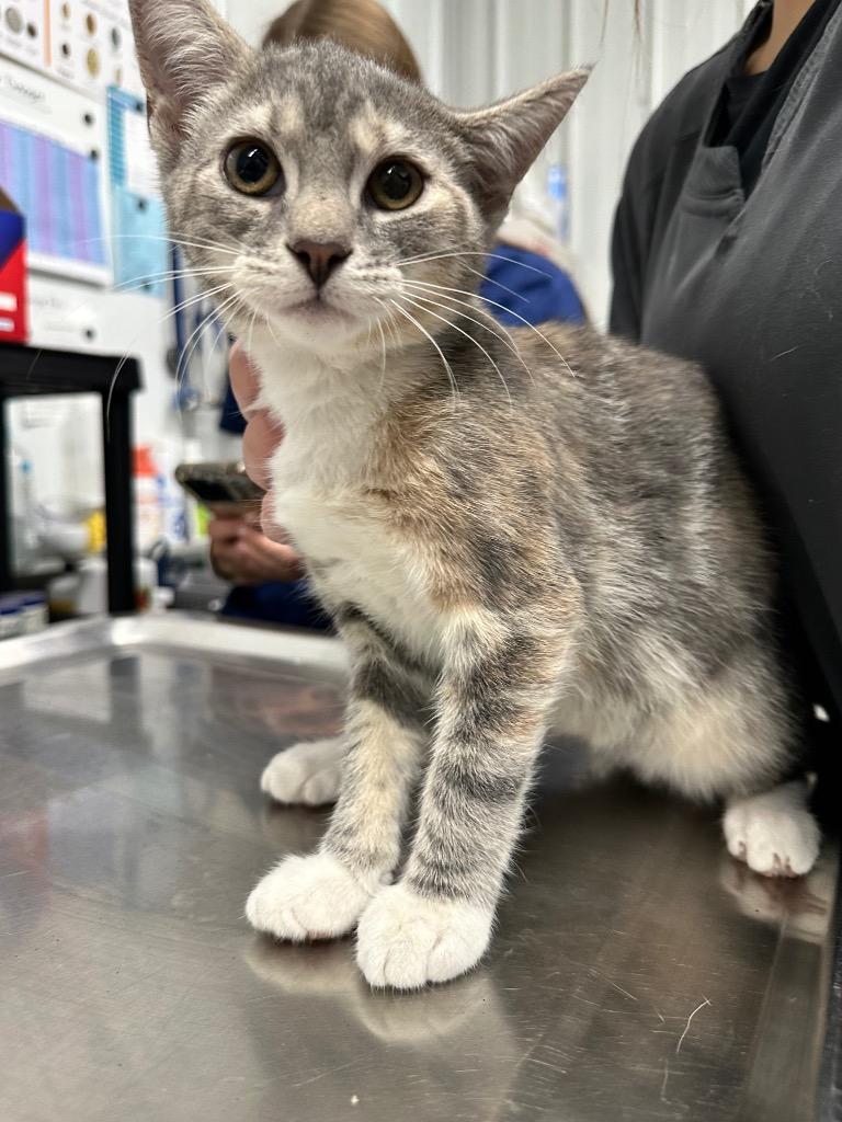 Luna, Adoptable, Young Female Domestic Short Hair.