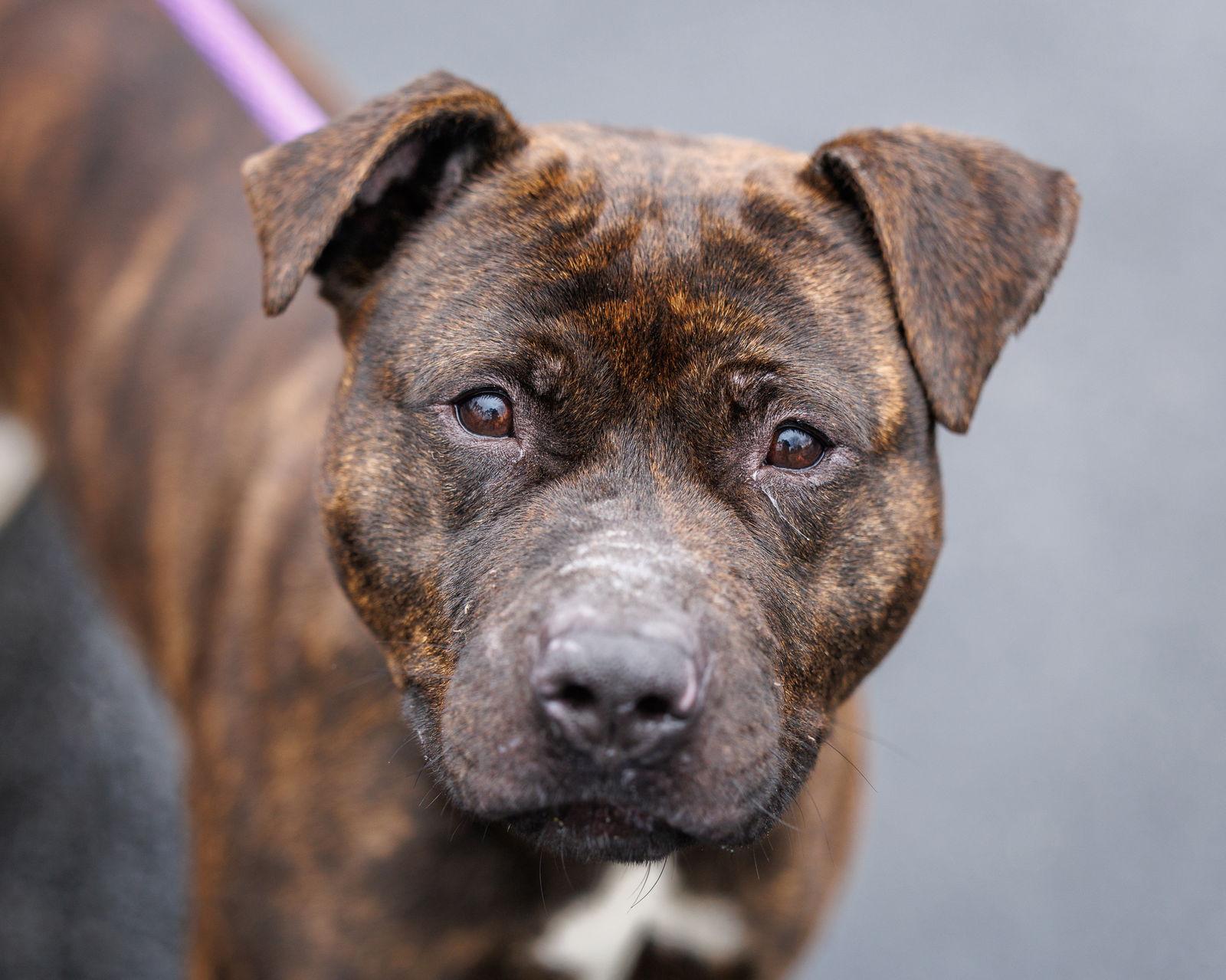 Hyacinth, Adoptable, Adult Female Mixed Breed.