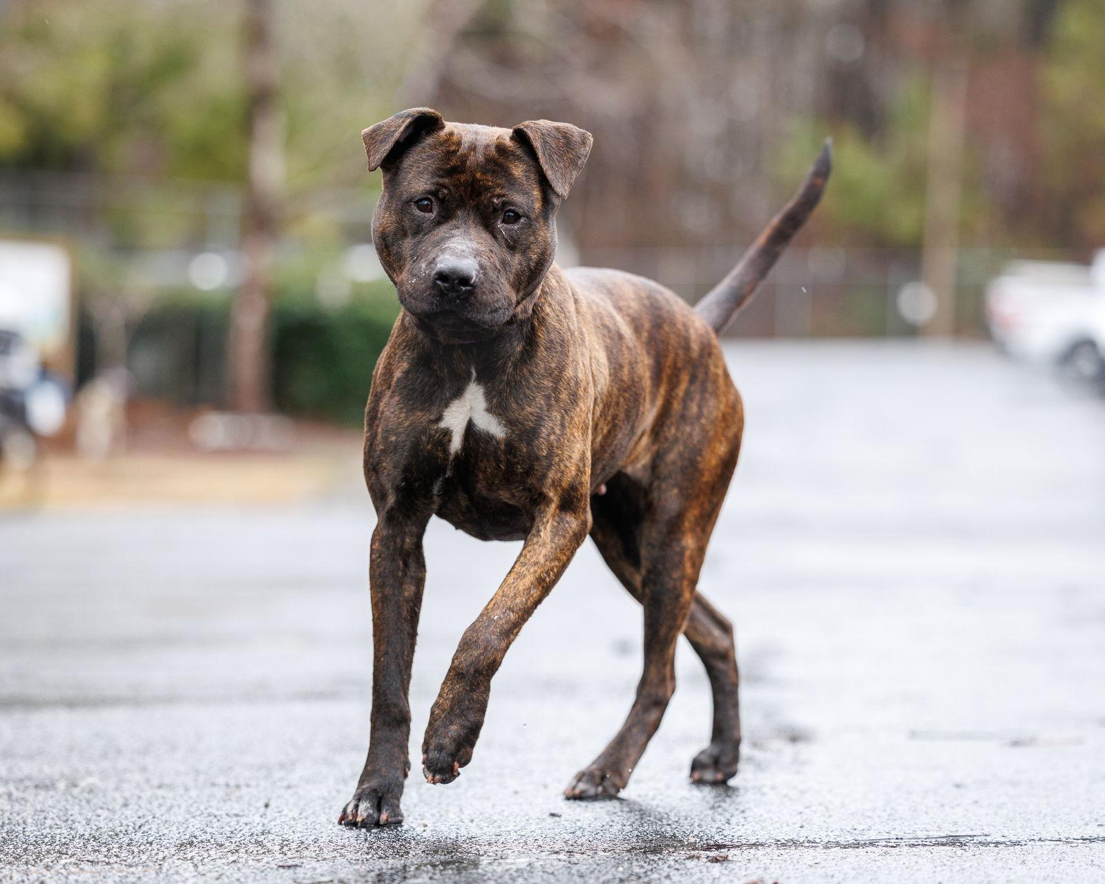 Enlarge Hyacinth, a Adoptable Mixed Breed in Durham, NC image 2/2