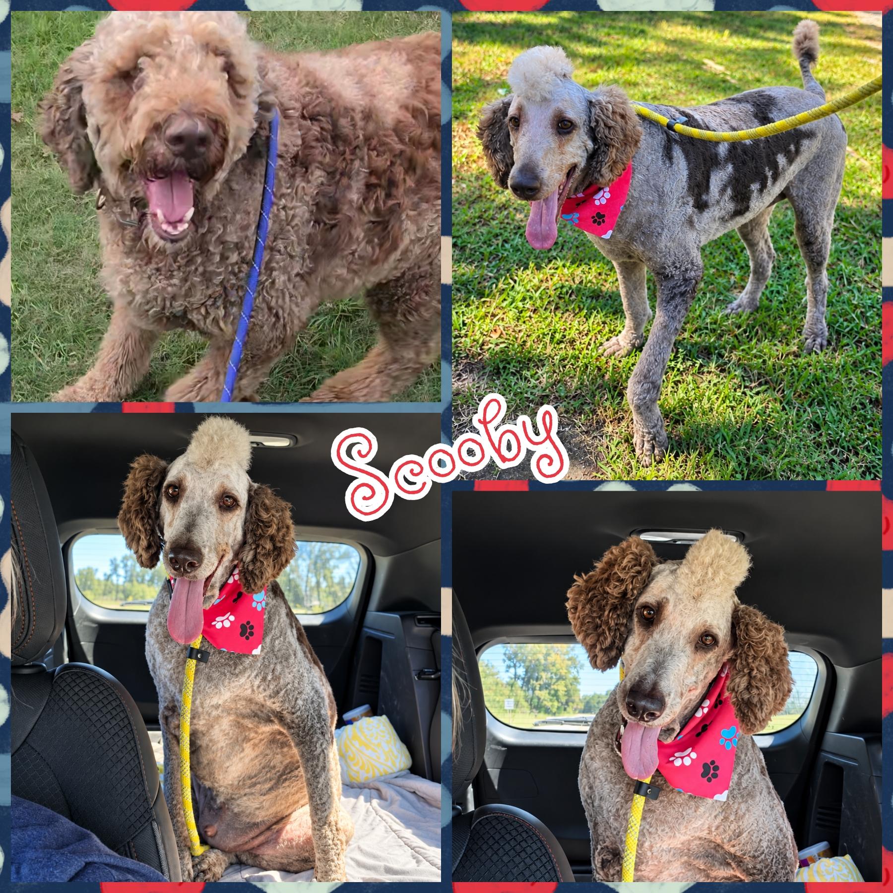 Scooby, Adoptable, Adult Male Aussiedoodle.