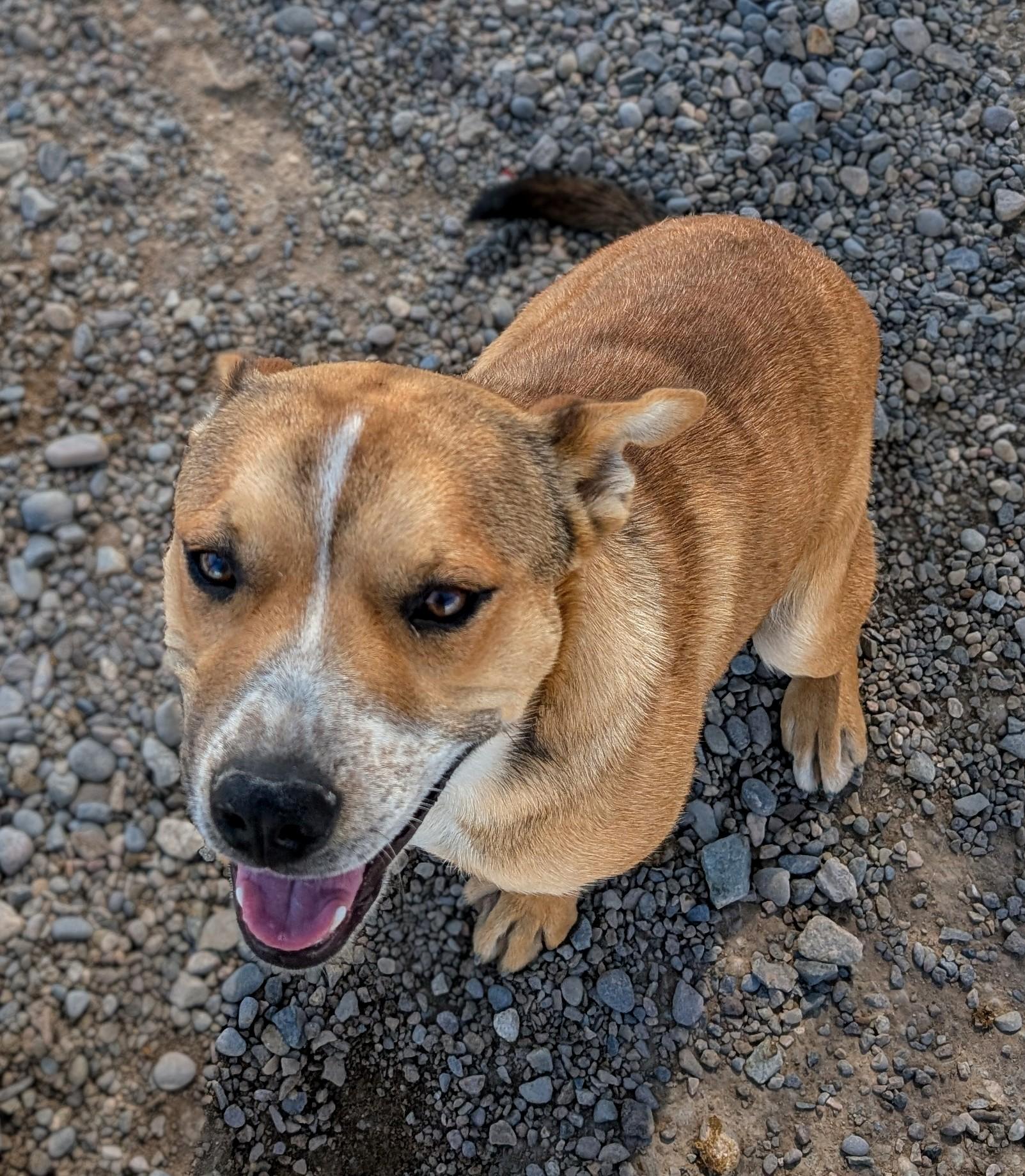 Enlarge Caspain, an adopted mixed breed in Riverton, WY image 1/1