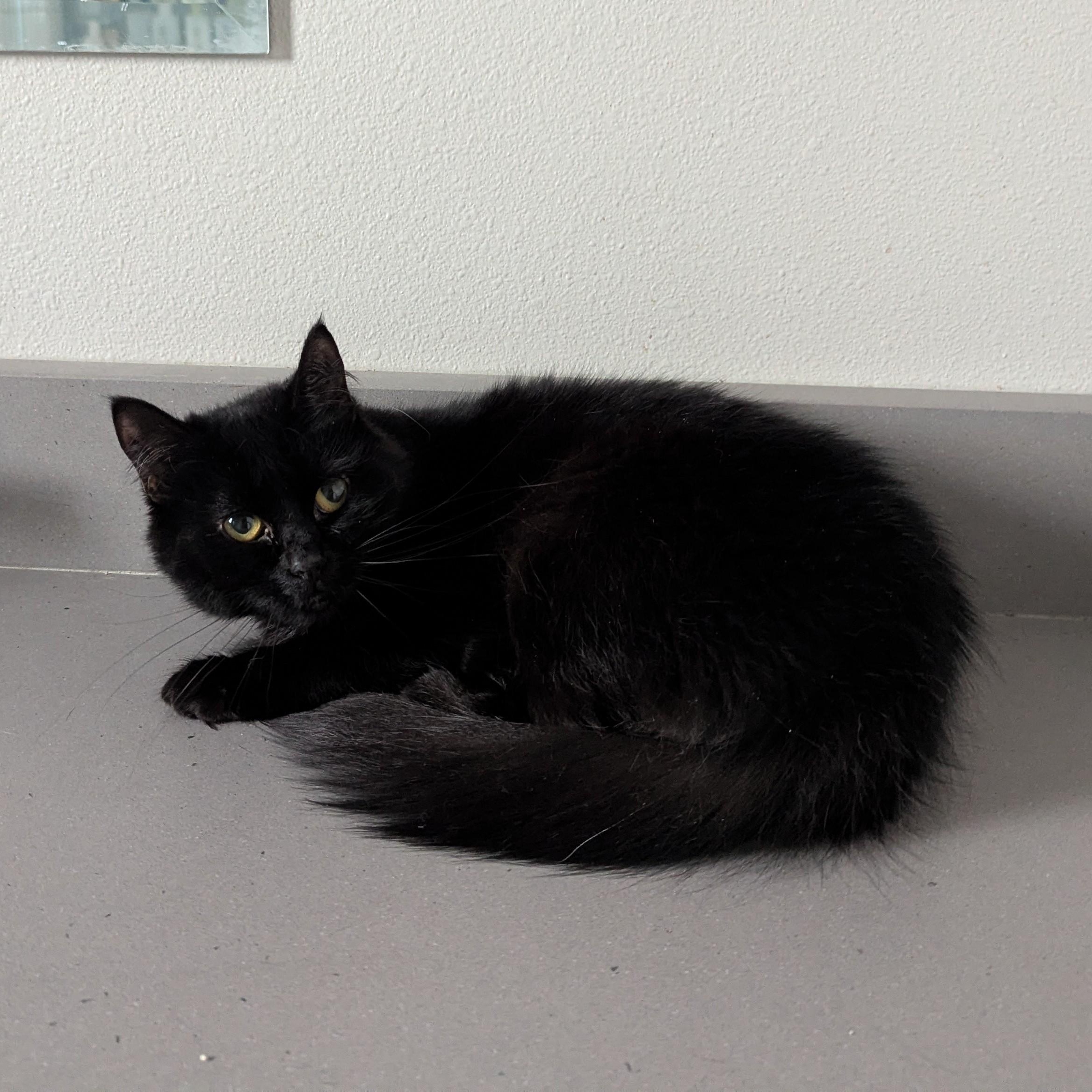 Eliza, a Adoptable mixed breed in West Richland, WA image 2/3