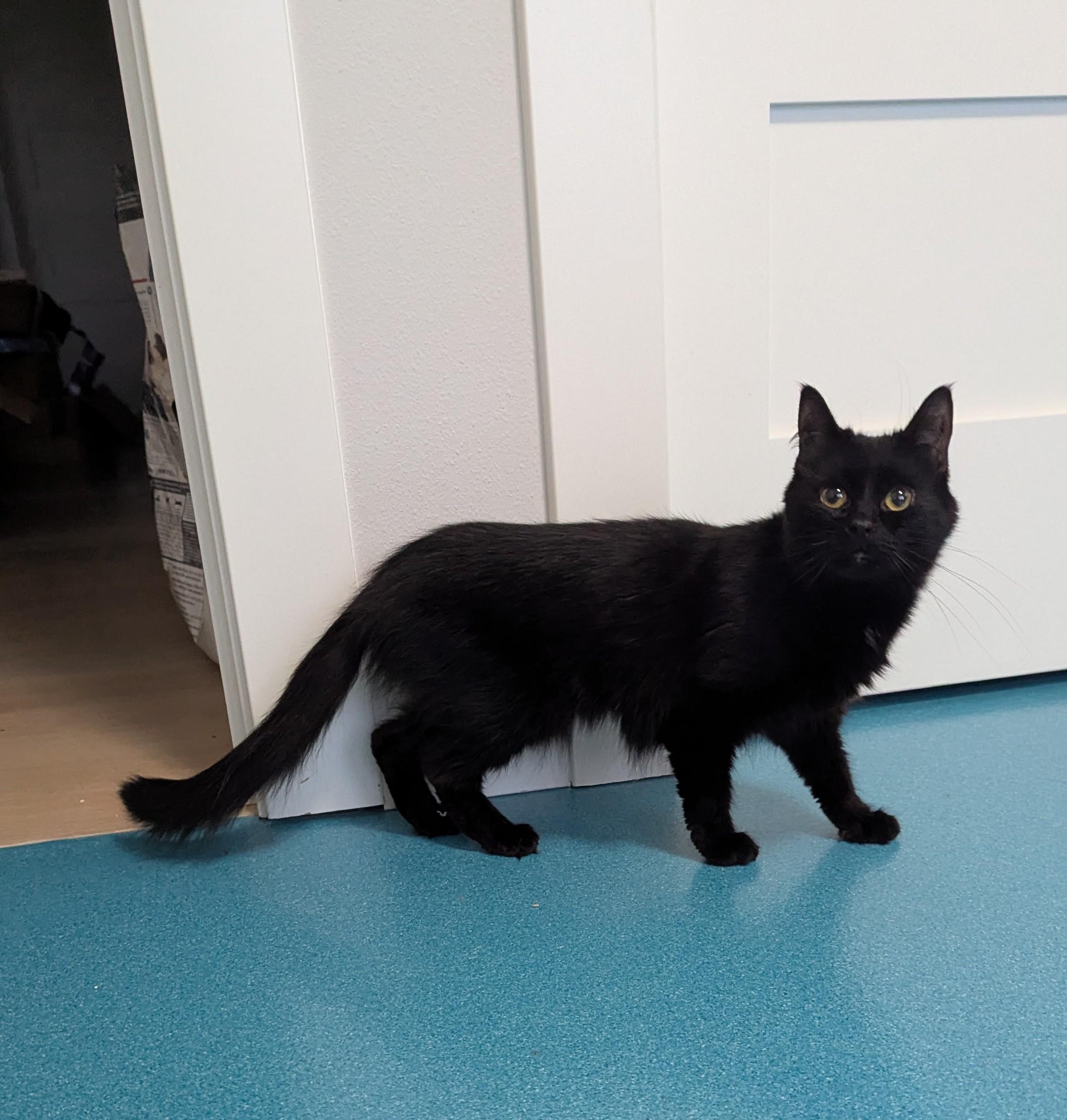 Eliza, Adoptable, Young Female Domestic Medium Hair.