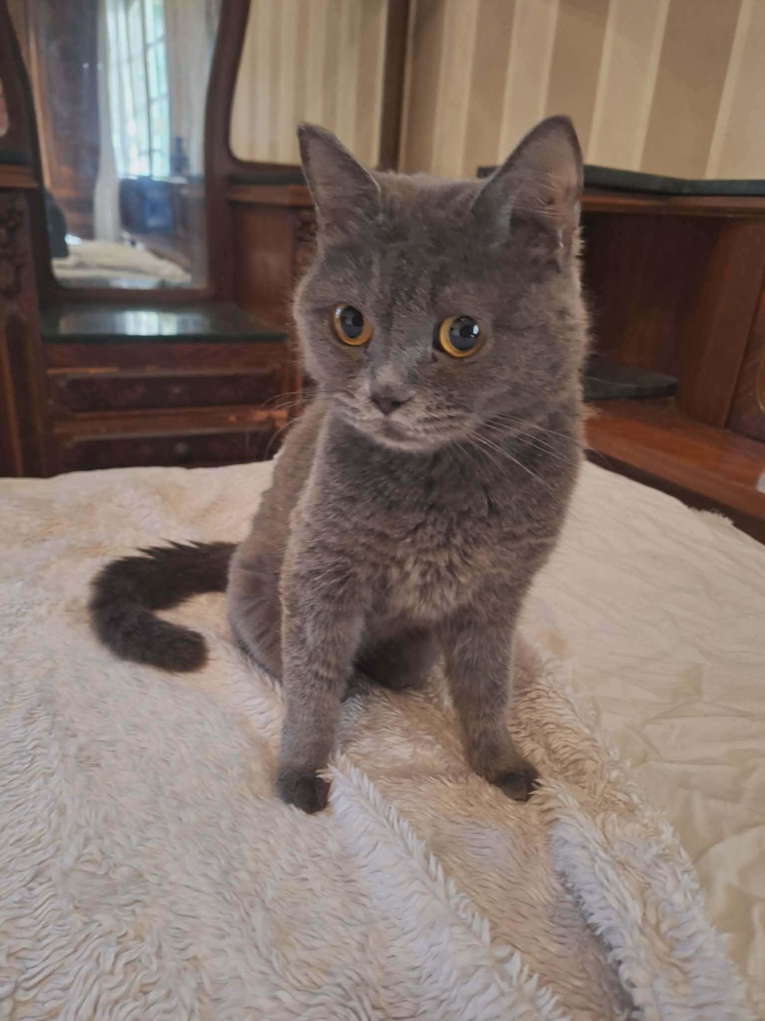 Enlarge Jessica, a ADOPTABLE British Shorthair in Brampton, ON image 5/5