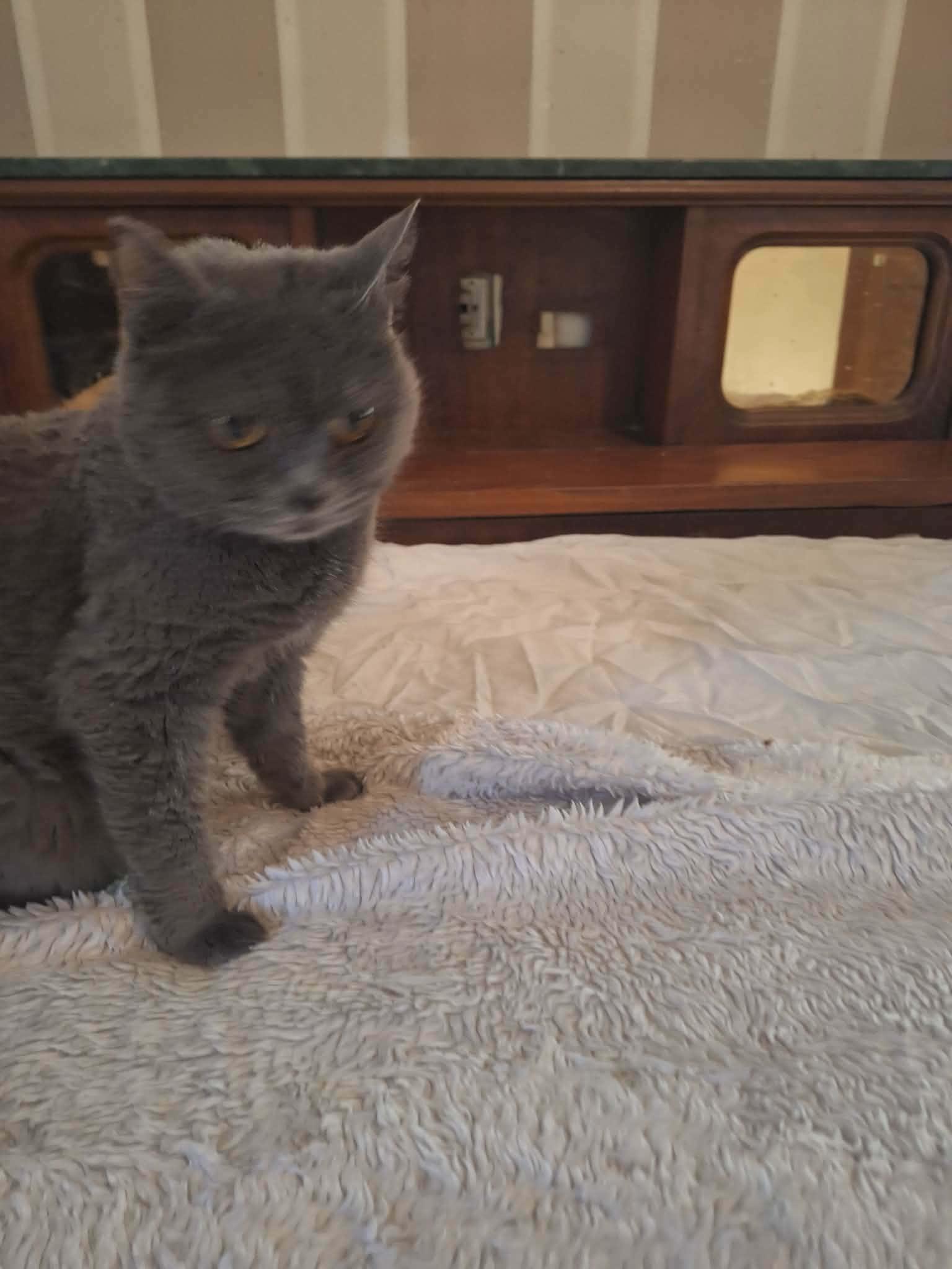 Jessica, ADOPTABLE, Young Female British Shorthair.