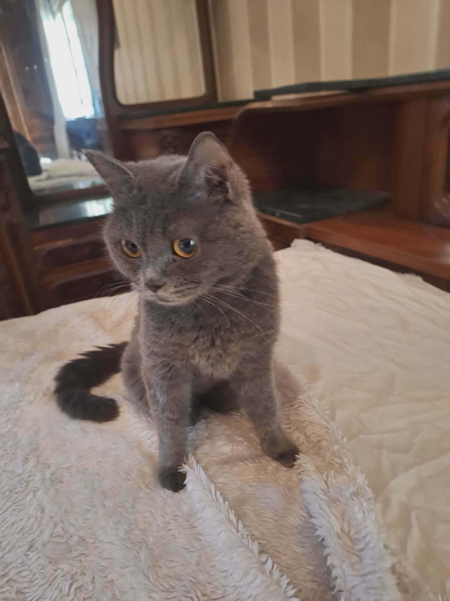 Enlarge Jessica, a ADOPTABLE British Shorthair in Brampton, ON image 2/5