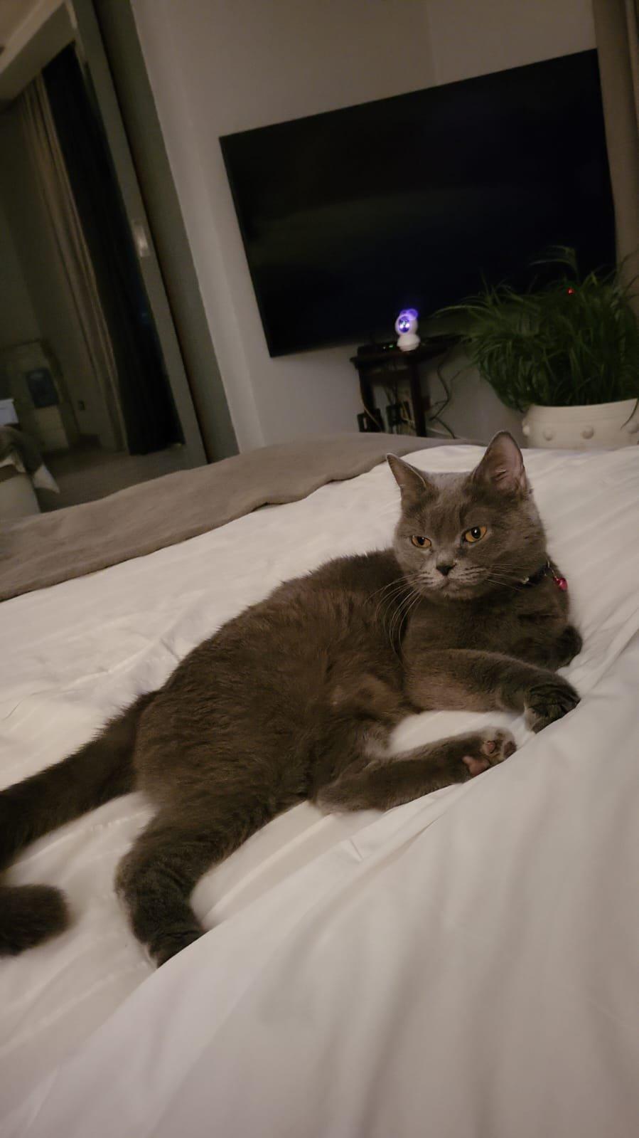 Enlarge Jessica, a ADOPTABLE British Shorthair in Brampton, ON image 4/5