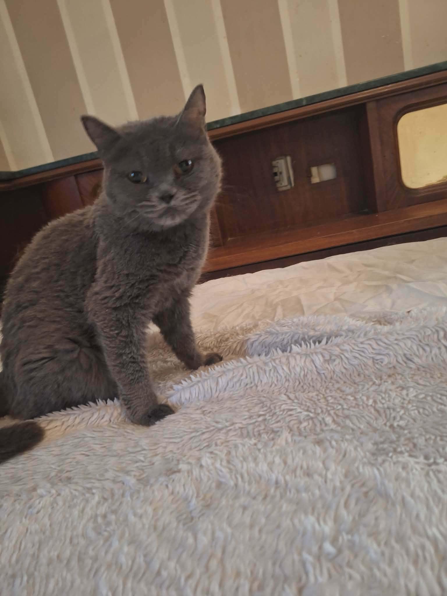 Enlarge Jessica, a ADOPTABLE British Shorthair in Brampton, ON image 3/5