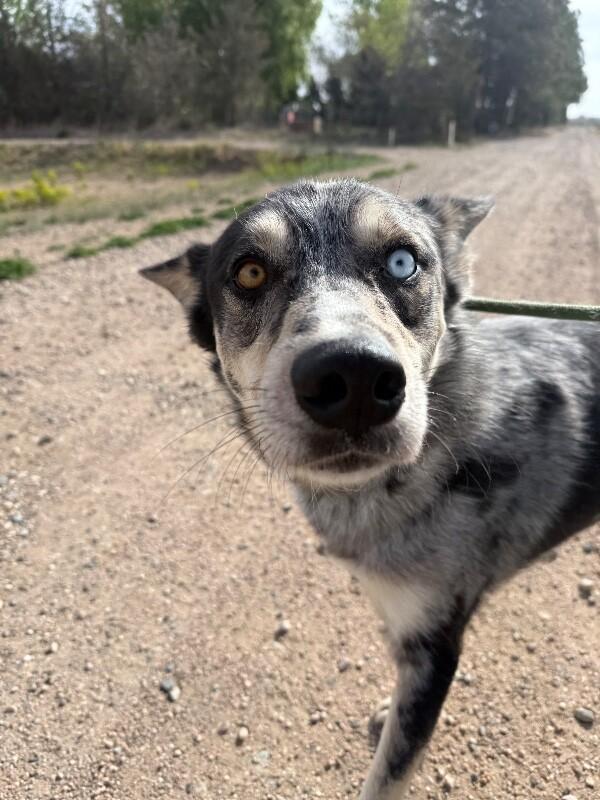 Enlarge Francisco, a Adoptable mixed breed in Fort Collins, CO image 2/4