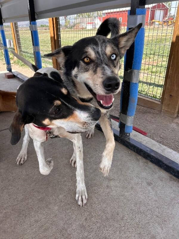 Enlarge Francisco, a Adoptable mixed breed in Fort Collins, CO image 3/4