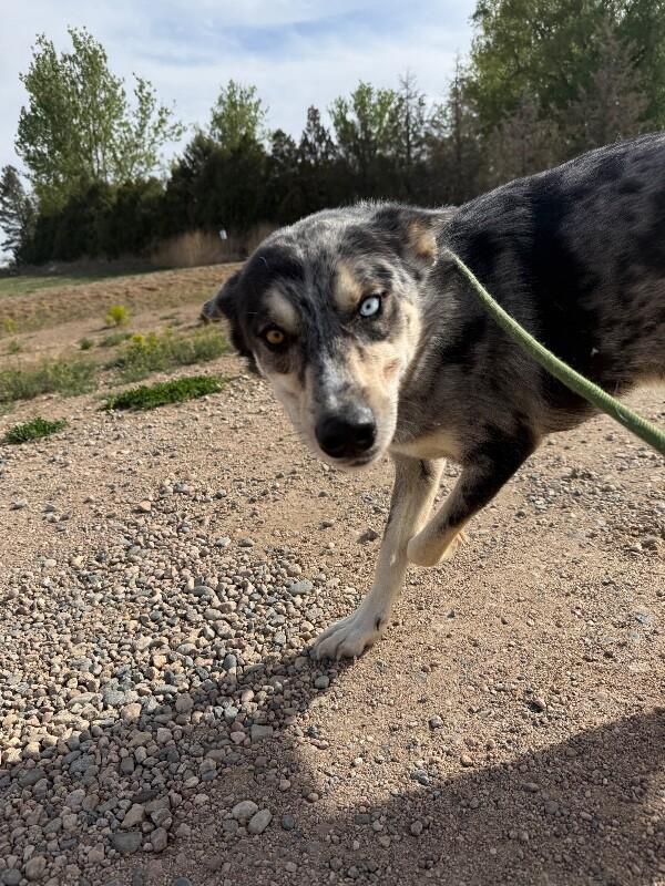Enlarge Francisco, a Adoptable mixed breed in Fort Collins, CO image 4/4