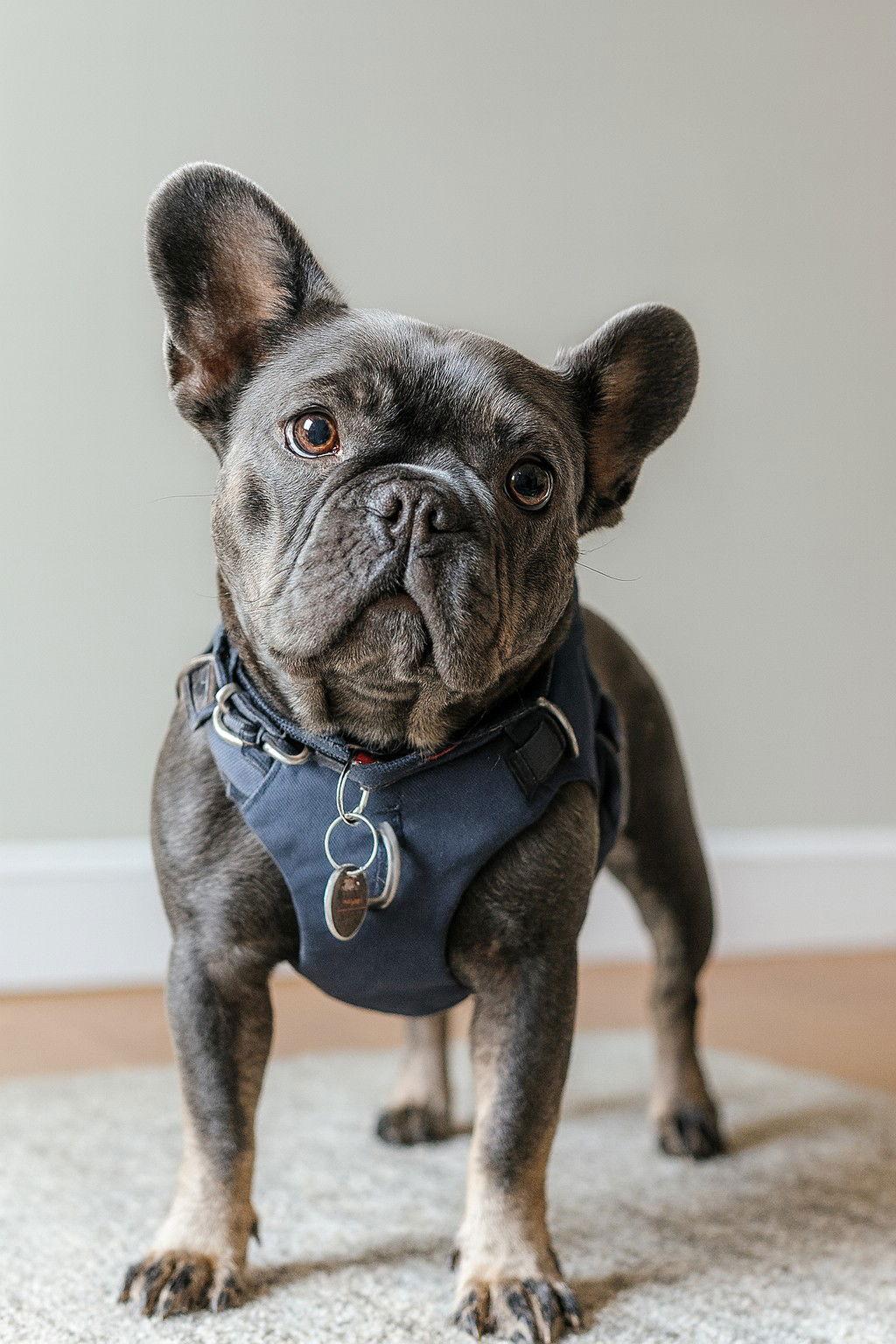 Eloise, Adopted, Adult Female French Bulldog.