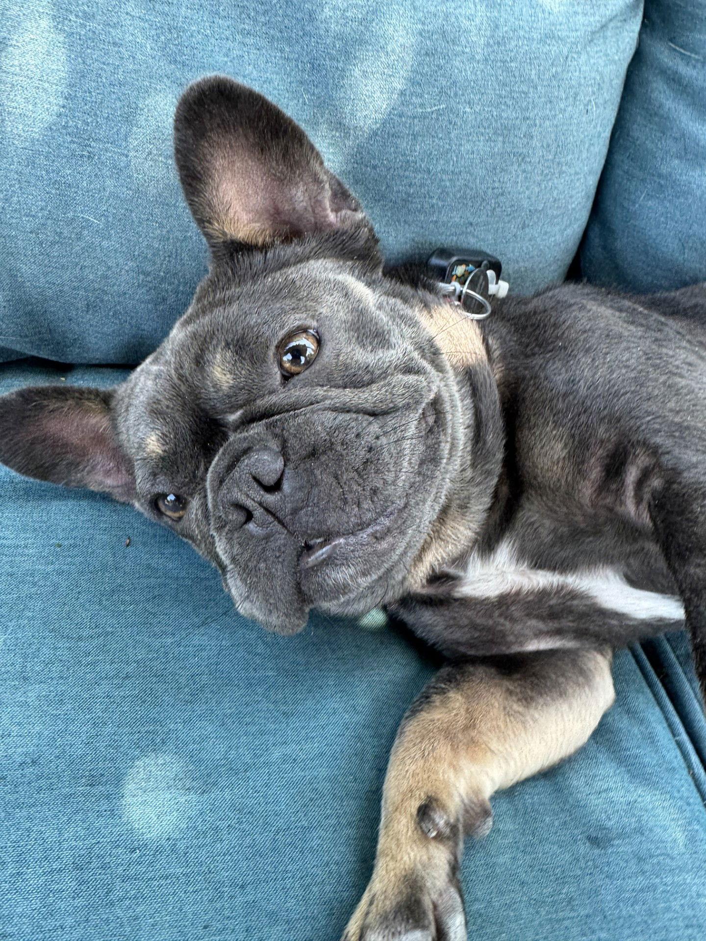 Enlarge Eloise, a Adopted French Bulldog in San Jose, CA image 2/3