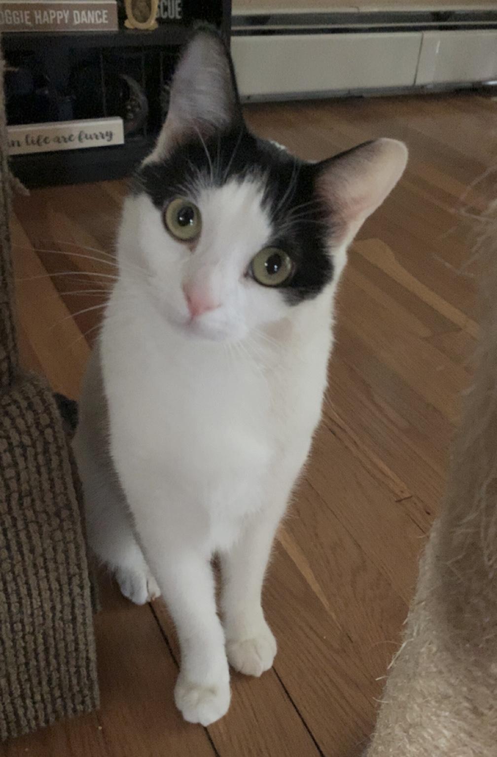 Adorable Bonded Pair, a Adoptable Domestic Short Hair in Salem, NH image 3/3