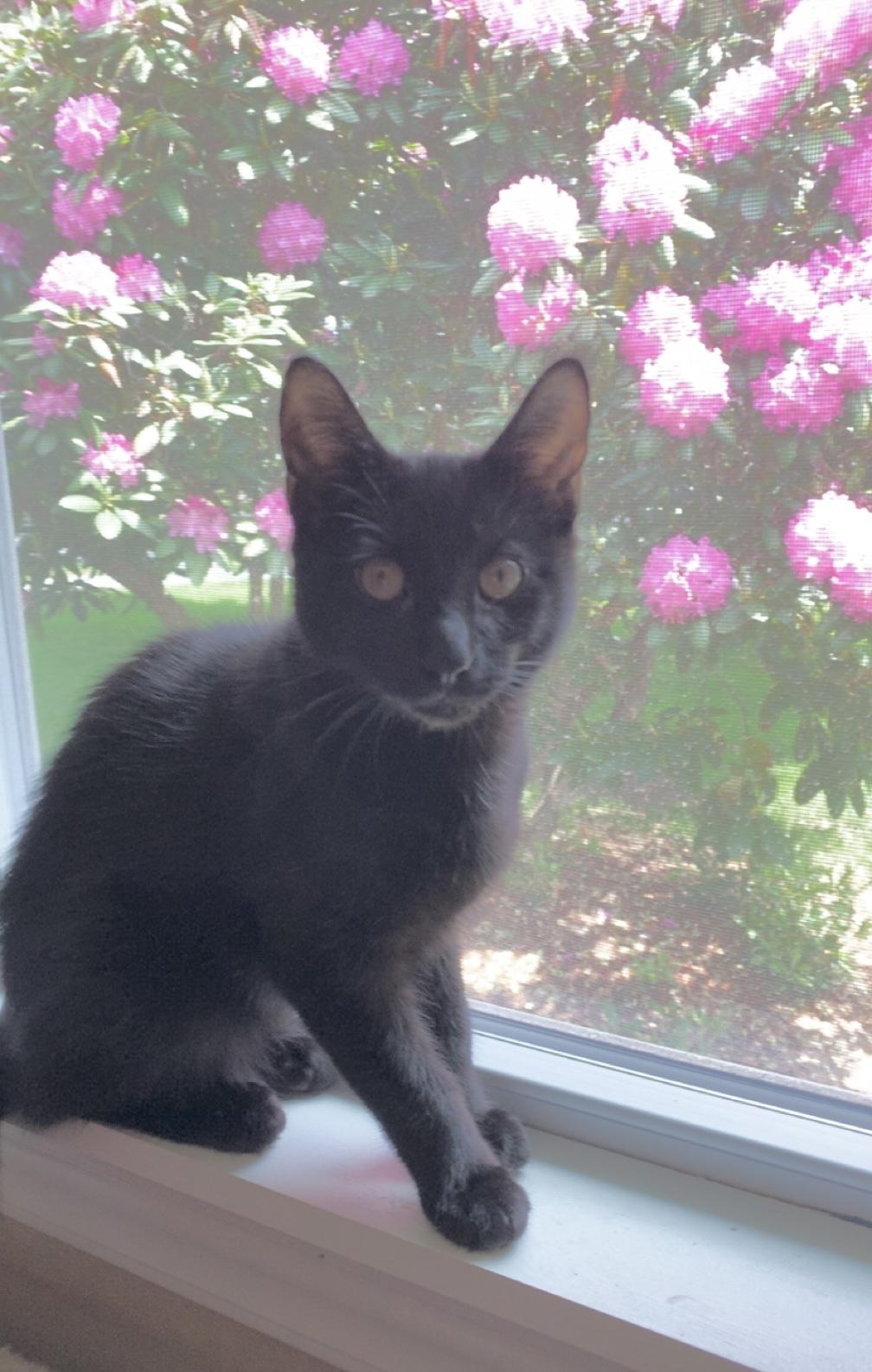 Adorable Bonded Pair, a Adoptable Domestic Short Hair in Salem, NH image 2/3