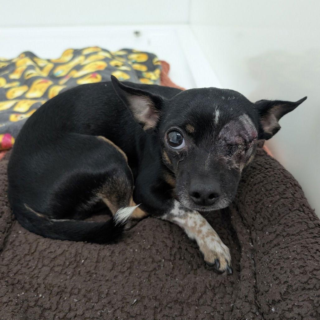 TIPPY, Adopted, Young Male Chihuahua.