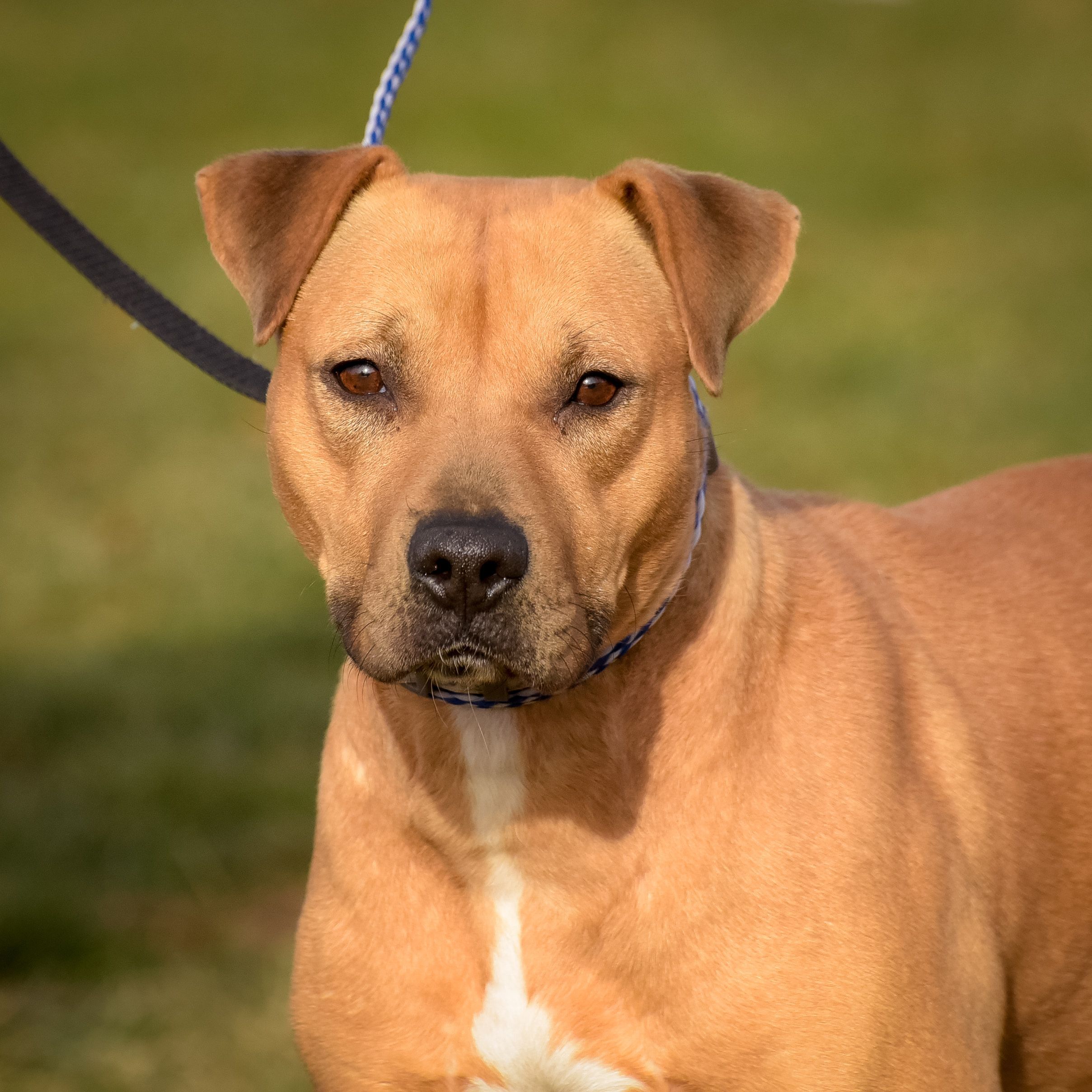 Dot, an adoptable Hound, Terrier in Lambertville, NJ, 08530 | Photo Image 2