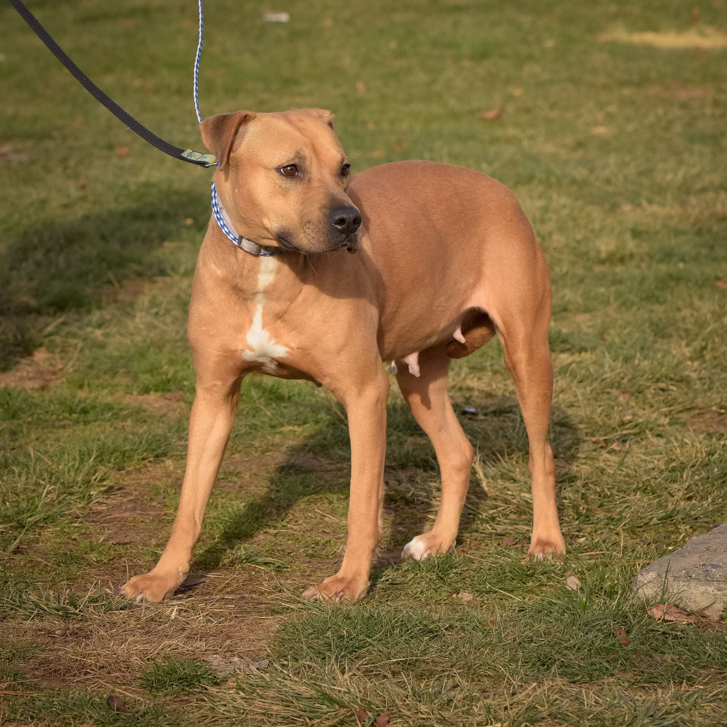 Dot, an adoptable Hound, Terrier in Lambertville, NJ, 08530 | Photo Image 3