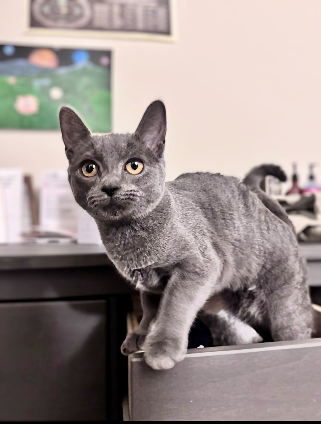 Cat for adoption Mystic, a Russian Blue in Knoxville, TN Petfinder