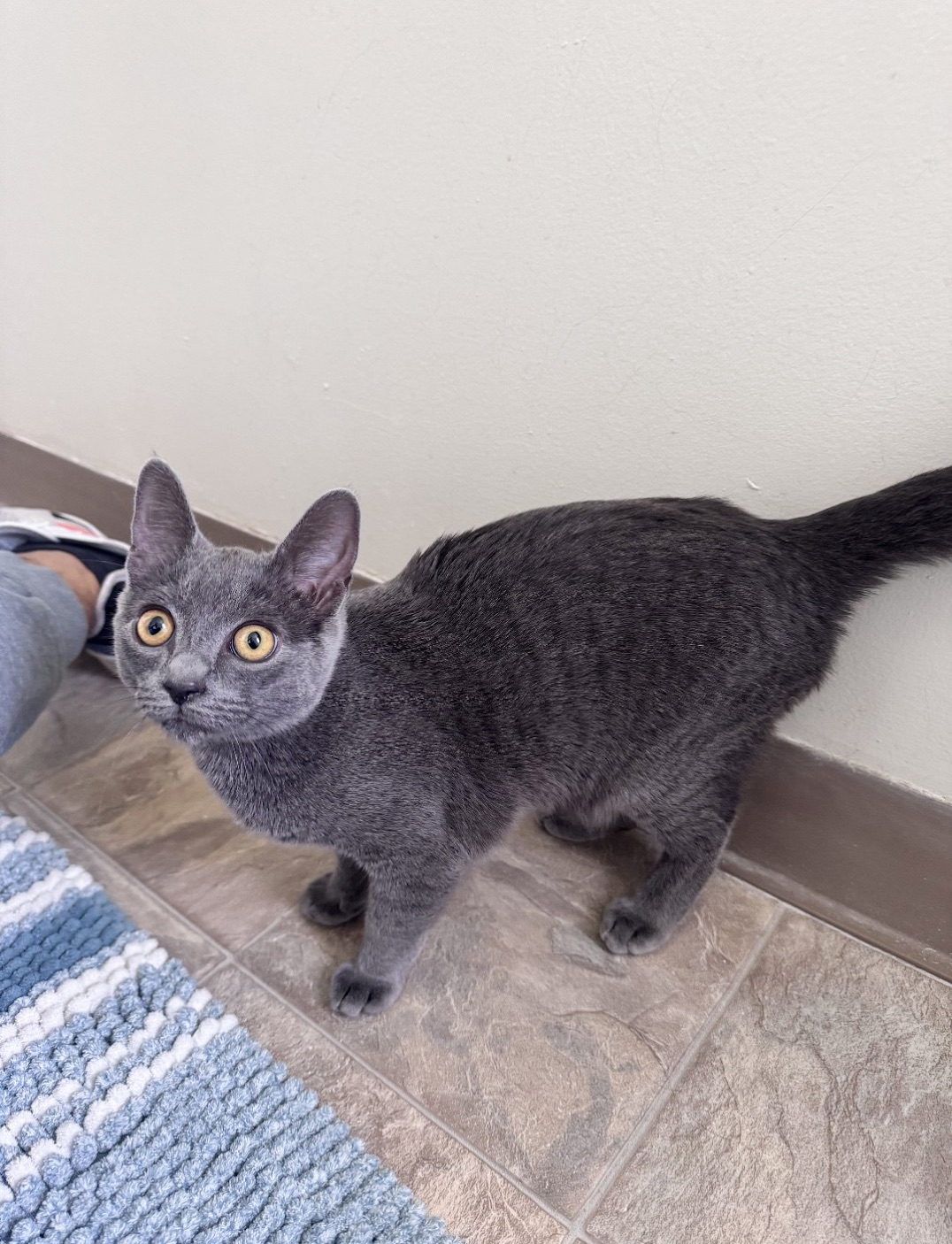 Cat for adoption Mystic, a Russian Blue in Knoxville, TN Petfinder