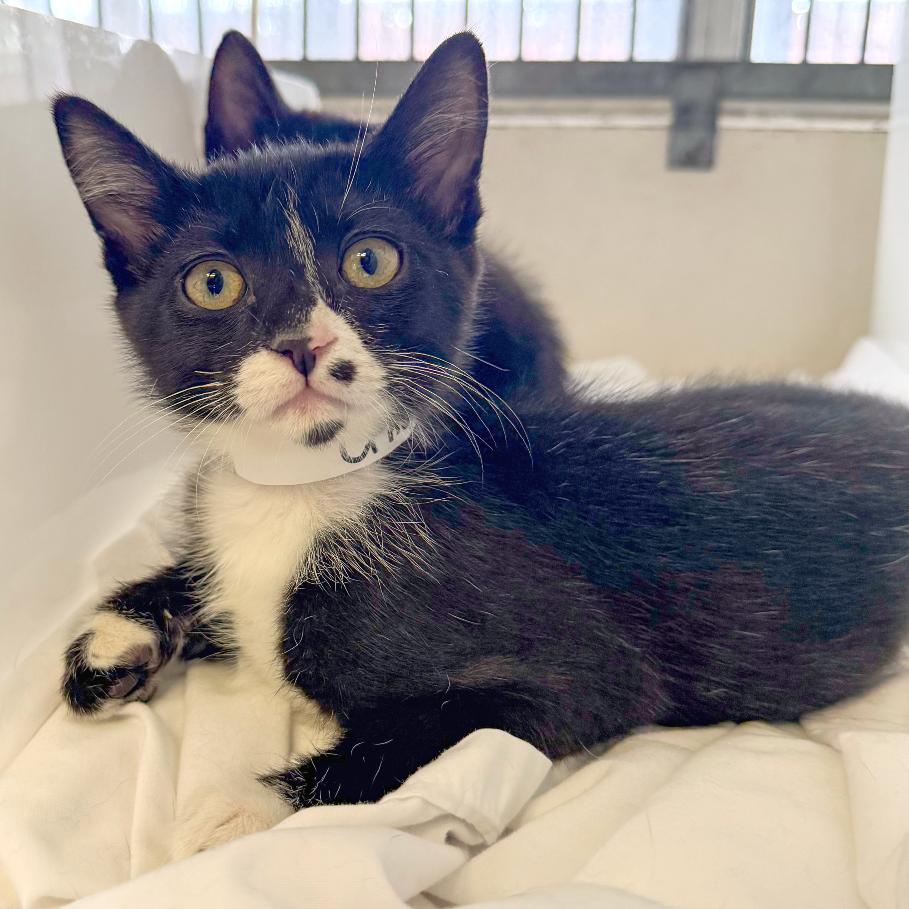 Lake, Adoptable, Kitten Female Domestic Short Hair.