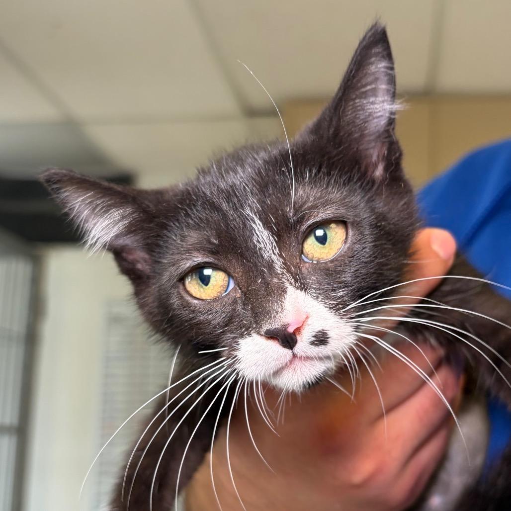 Lake, a Adoptable Domestic Short Hair in Santa Barbara, CA image 2/2