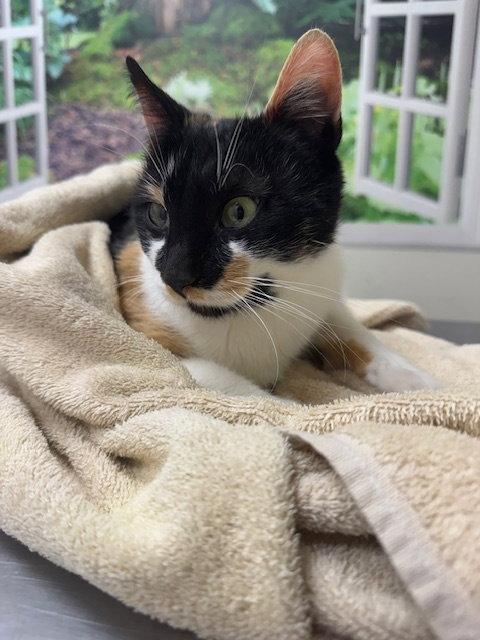 Dolly, Adoptable, Adult Female Domestic Short Hair.